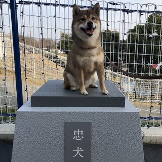 豆柴の女の子4歳とダックスフンド男の子3歳