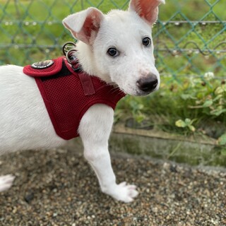 《交渉中》雑種の女の子・皛（きょう）ちゃん3ヶ月