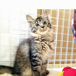 【募集停止】ゴージャス★" トコちゃん "