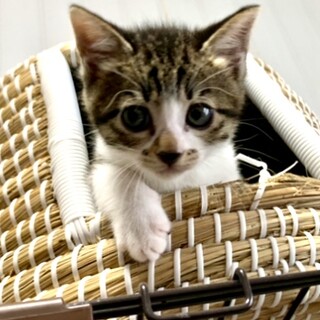 子猫2ヶ月半、里親募集中。