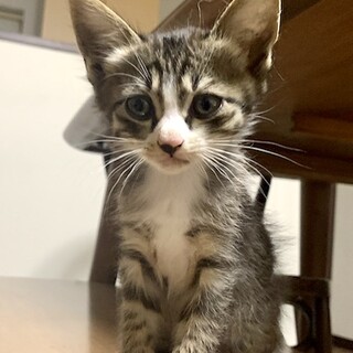 子猫2ヶ月半、里親募集中。