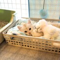 2ヶ月の子猫 人慣れ甘えたです☆