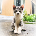 迷い猫メスの可愛い子猫ちゃんおそらく3.4カ月