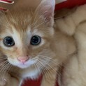 家族が出来ました♡茶トラ♂ララポくん