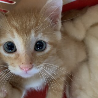 家族が出来ました♡茶トラ♂ララポくん