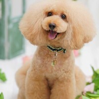 小次郎