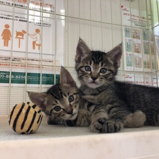 ふくふく仲良し兄妹は癒しオーラいっぱいです♫