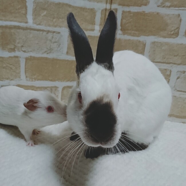 うさもるmimmy（箱うさぎ他）のカバー写真