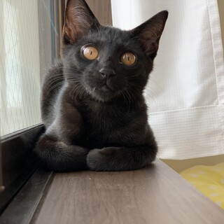 多頭飼育からレスキュー　おてんば姉妹