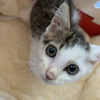 家族が出来ました♡推定2ヶ月齢キジ白♂アシメ