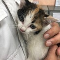 可愛い子猫です。