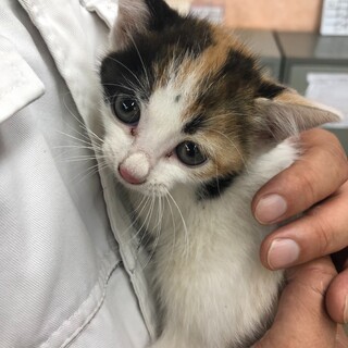 可愛い子猫です。