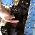 甘えん坊な黒猫の男の子