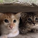 下妻物語：可愛い3兄弟