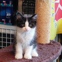 不適切飼育より保護のアンディくん