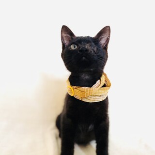 隻眼のくろすけ【3ヶ月】