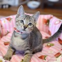 あたちは美猫【風華】