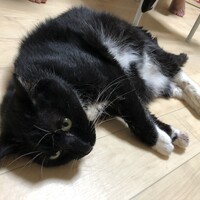 タルト