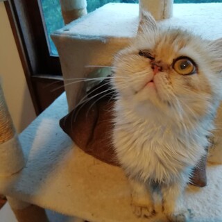 ウィンク猫ぷーちゃん、4歳です。