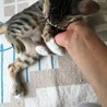 人大好きなキジシロちゃん サムネイル2