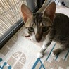 人大好きなキジシロちゃん サムネイル5