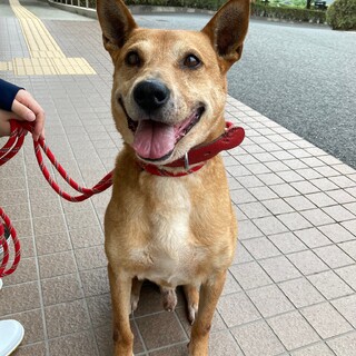 人もワンコも大好き！穏やかなネロ君