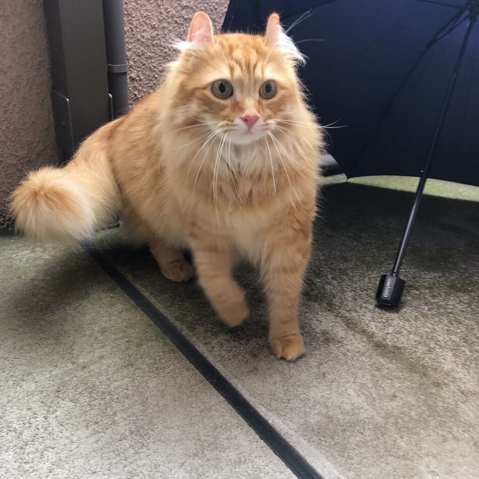 ノアのカバー写真