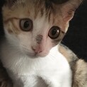 子猫　3ヶ月　三毛猫　おてんばちゃん