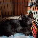 黒猫ジョウくん、ずっとのおうち探しています。
