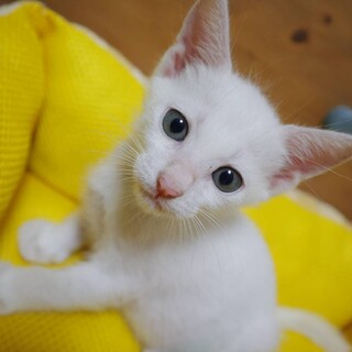 里親決定○白猫ピノ君