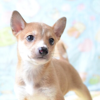 【募集停止】大きな懐の持ち主 "やさか君"