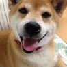 きゃはごり