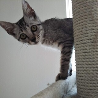 性格花丸人が大好きなショー君