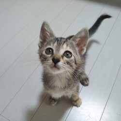 第95回　にゃん☆ぴーす譲渡会 サムネイル3