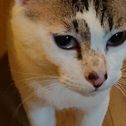 後輩猫(むすこ)をなかなか受け入れない