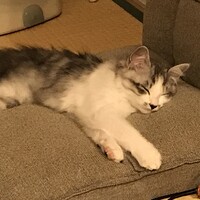 ルナ