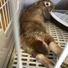 足の裏の毛をガジガジして痛々しい傷ができた頃。
