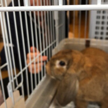 なでなで待ち