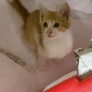 8/6保護茶トラオス