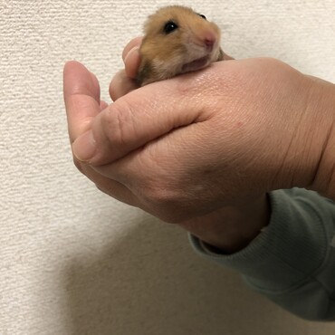 お耳ないない