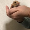 お耳ないない