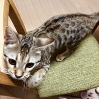 パンケーキ