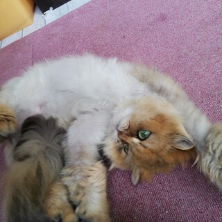 【再募集】アニーちゃん♀