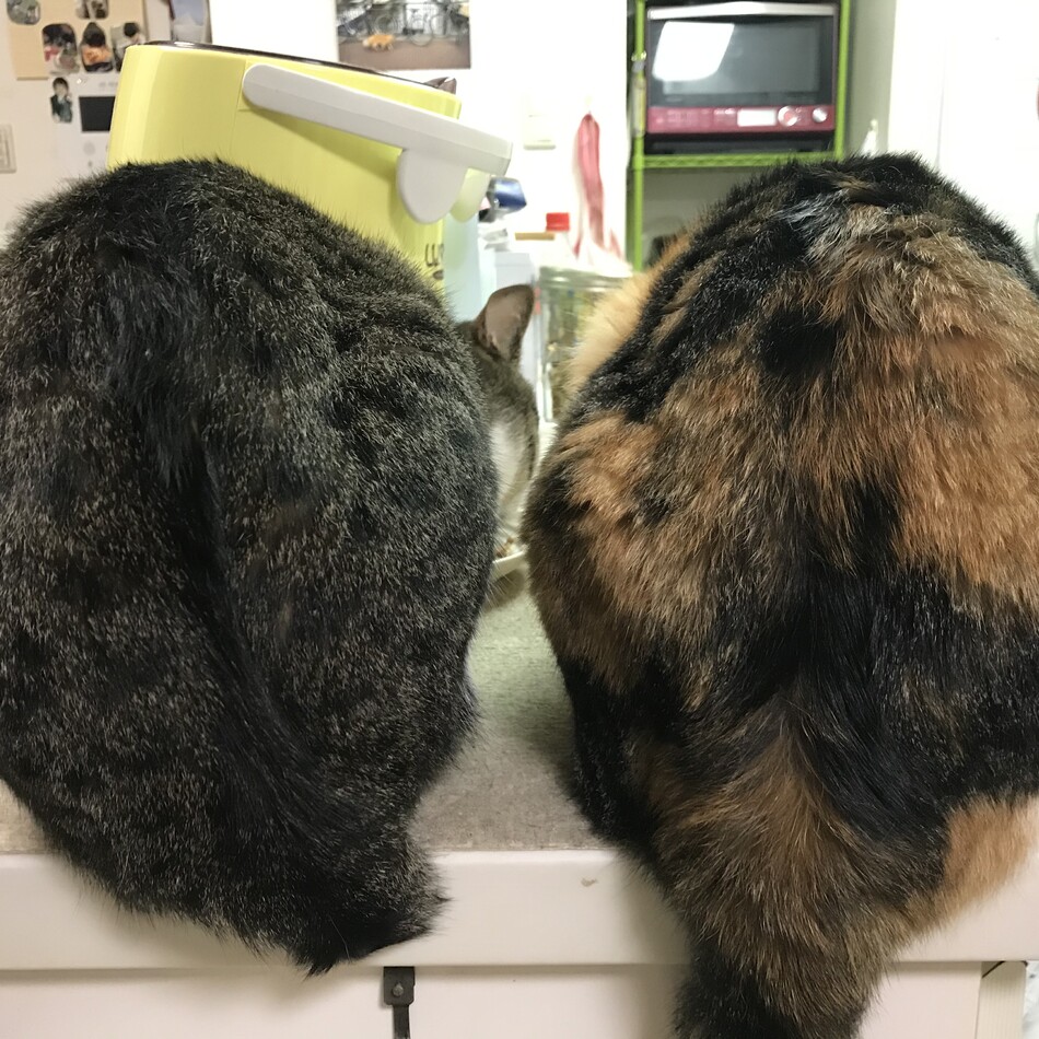 ゆきむらのカバー写真