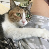 ありす