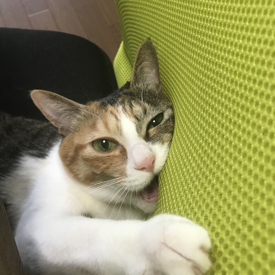 ありすのカバー写真