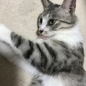 約1歳程のメス猫です。