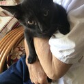 毛並みツヤツヤ黒猫ちゃん