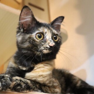 毛長ゴージャスなさび猫ちゃん