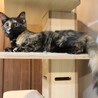 毛長ゴージャスなさび猫ちゃん サムネイル3